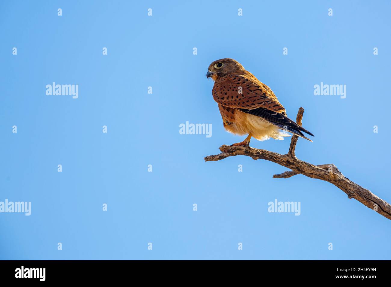 South African Kestrel perched on a branch isolated in blue sky in ...
