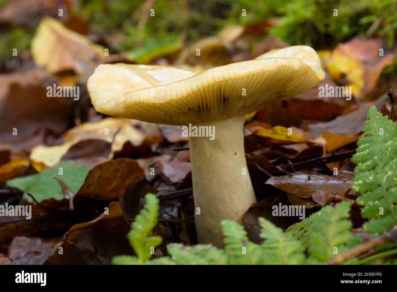 Ochre Brittlegill (Russula ochroleuca) mushroom growing in the leaf litter of a woodland at Beacon Hill in the Mendip Hills, Somerset, England. Stock Photo