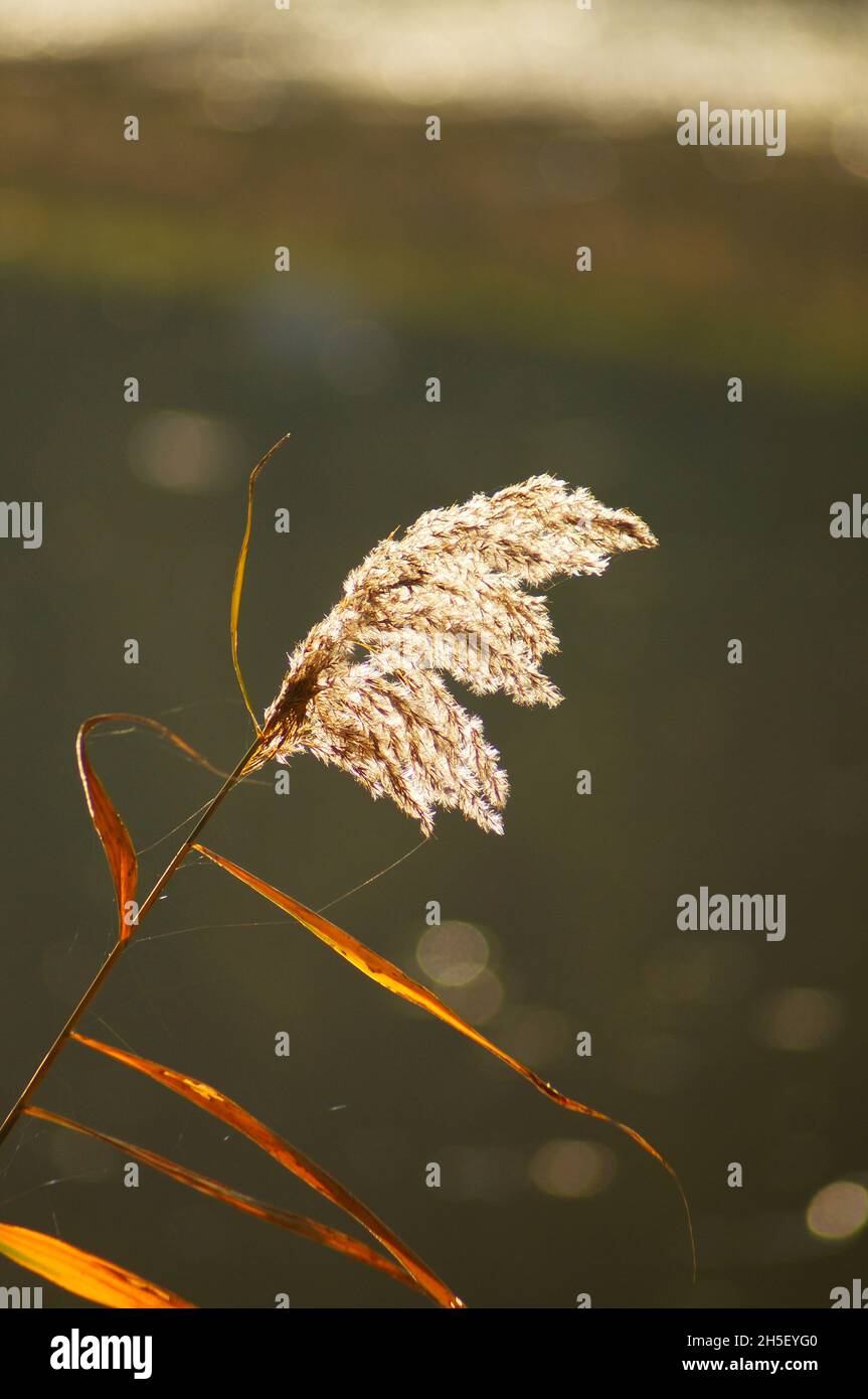 Japanese River Reed Reed plant riverbank hi-res stock photography and images - Alamy