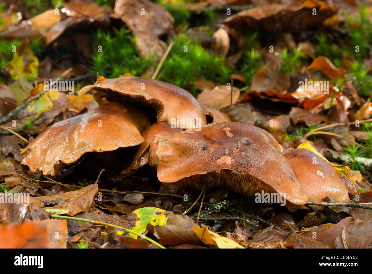 Burnt Knight (Tricholoma ustale) mushrooms growing in the leaf litter of a woodland at Beacon Hill in the Mendip Hills, Somerset, England. Stock Photo