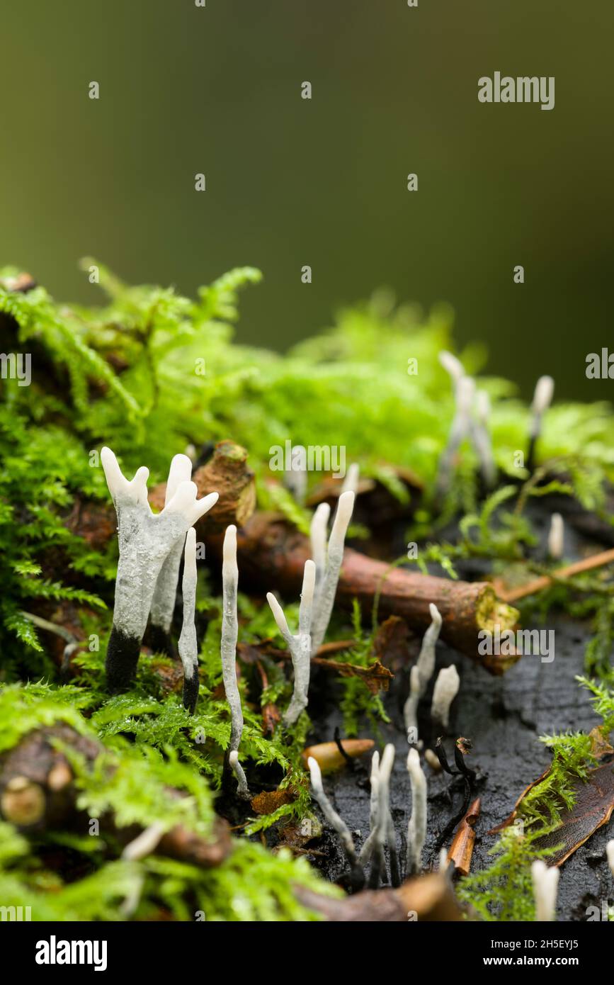 Candlesnuff Fungus (Xylaria hypoxylon) growing on a rotting tree stump at Beacon Hill Wood in the Mendip Hills, Somerset, England. Also known as Carbon Antlers or Stags Horn Fungus. Stock Photo