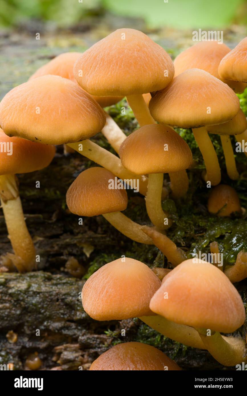 Common Stump Brittlestem (Psathyrella piluliformis) mushrooms at Beacon Hill Wood in the Mendip Hills, Somerset, England. Stock Photo