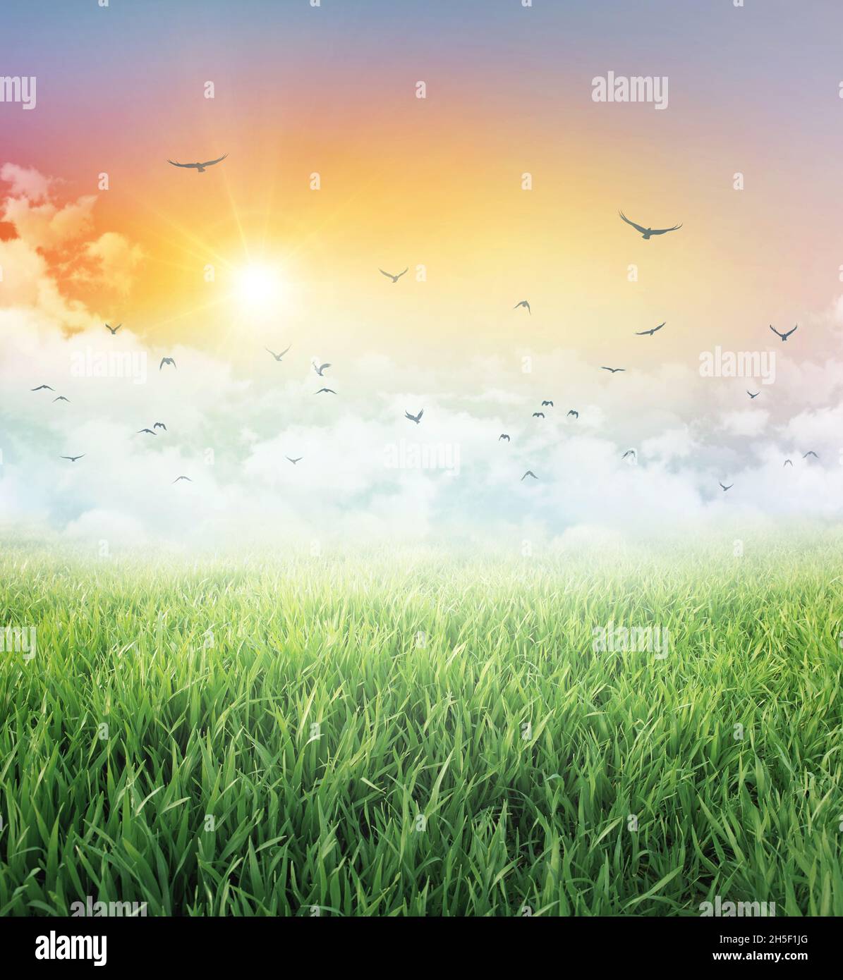 Meadow and green field under a colorful sky, low white clouds, flying birds and the rising sun Stock Photo