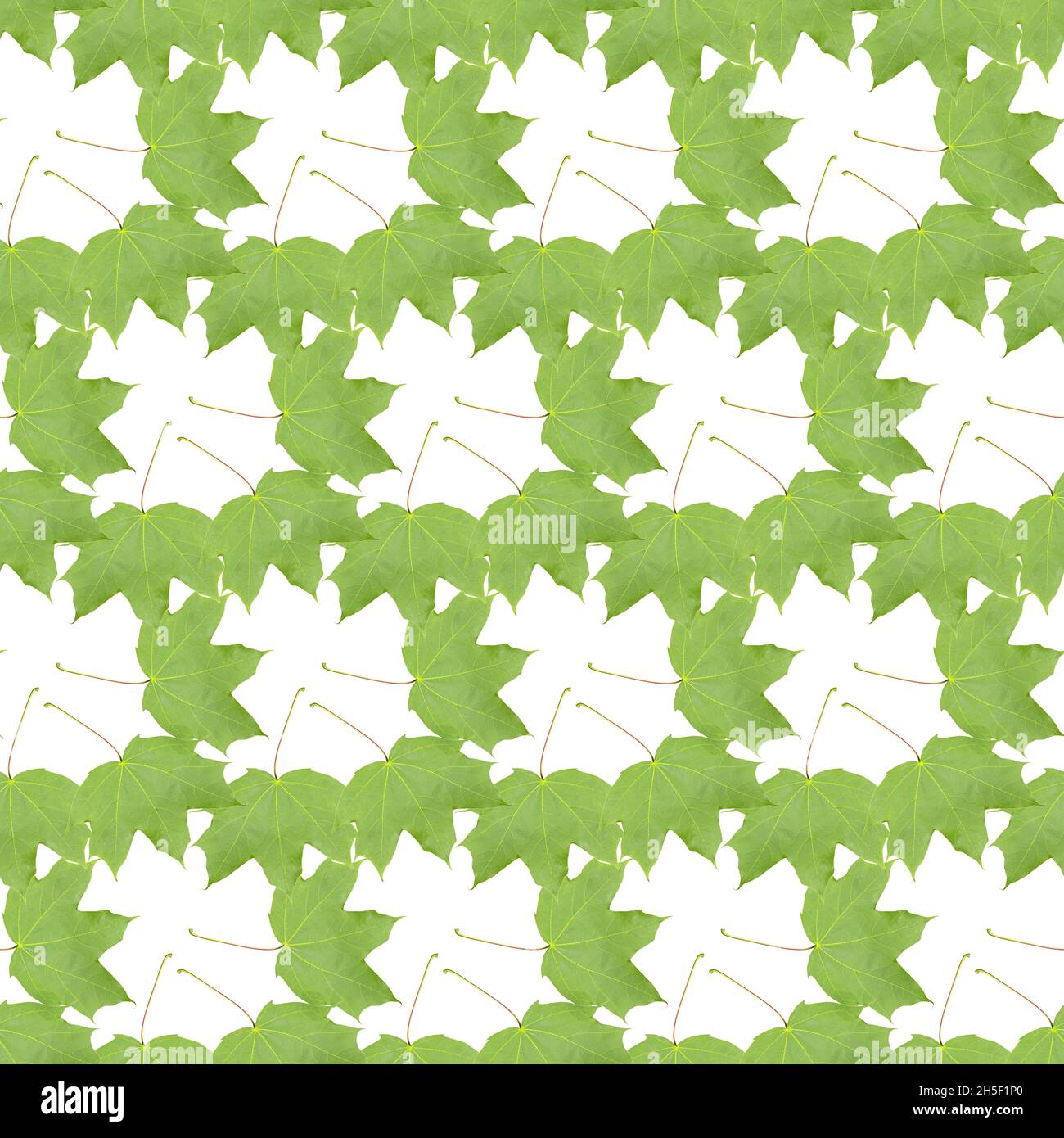 Green maple tree leaf, seamless pattern decoration textile pattern of maple leaves Stock Photo