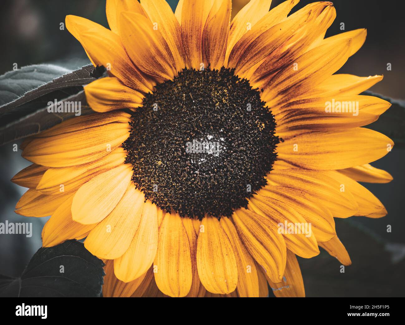 Floral Stock Photo