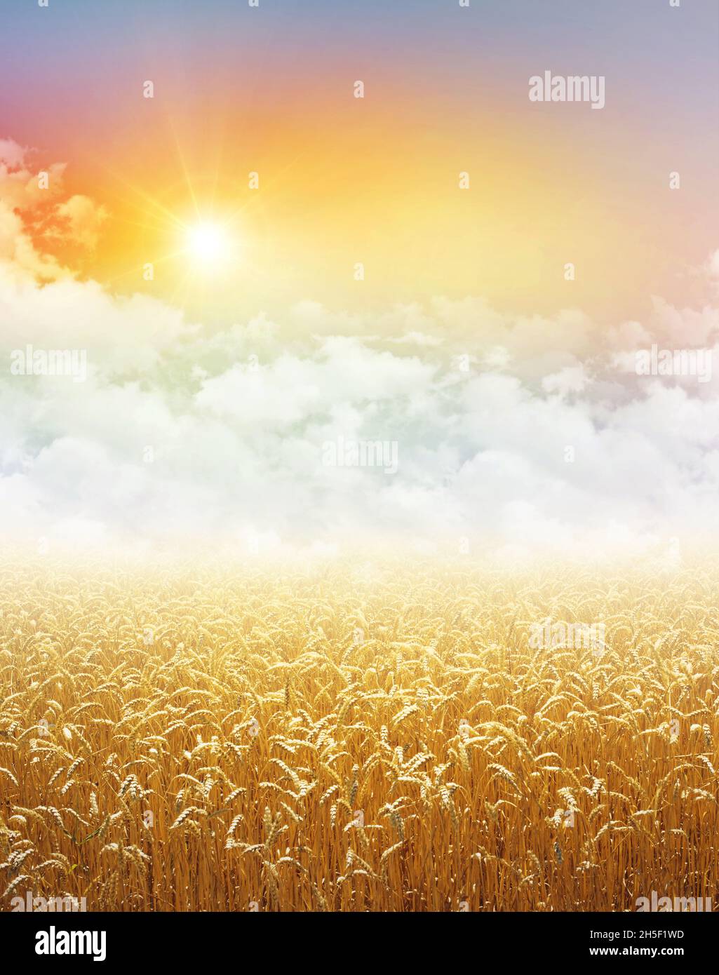 Gold wheat field growing under a colorful sky, low white clouds and the rising sun Stock Photo