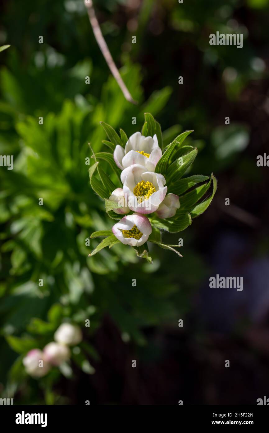 Anemonastrum narcissiflorum flower growing in mountains Stock Photo