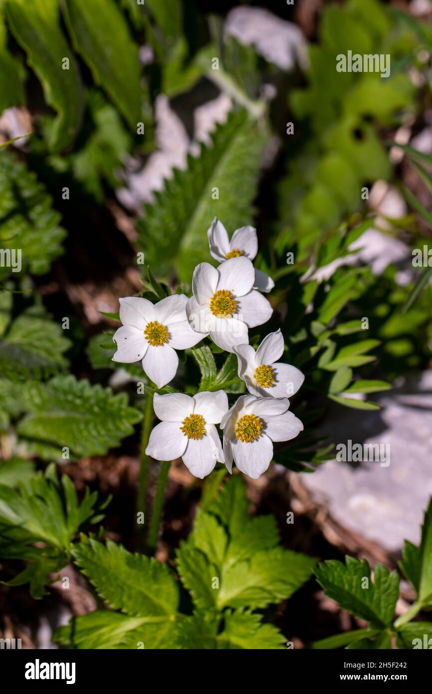 Anemonastrum narcissiflorum flower in mountains, close up Stock Photo