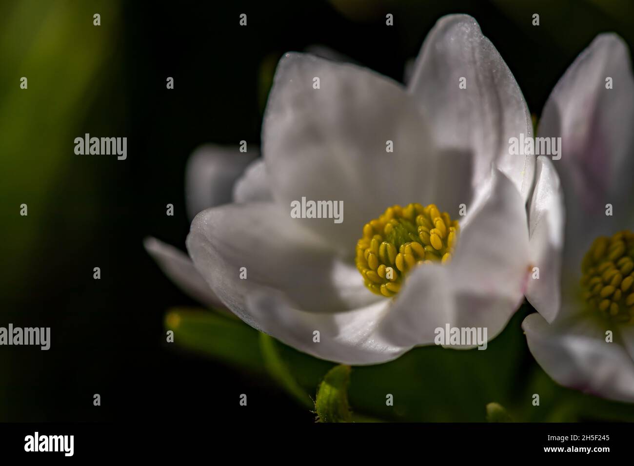 Anemonastrum narcissiflorum flower growing in mountains, close up Stock Photo