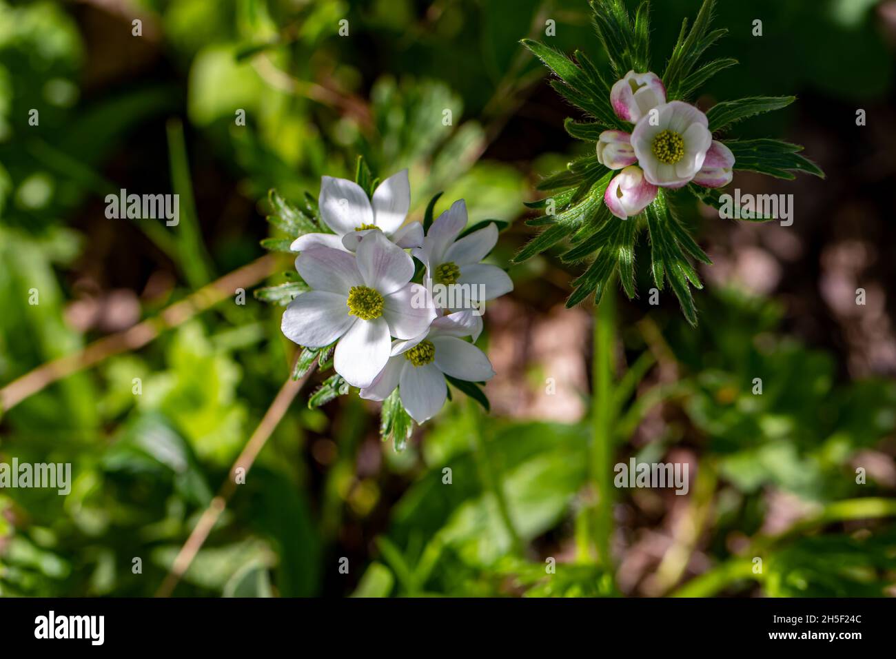 Anemonastrum narcissiflorum flower in mountains, close up shoot Stock Photo