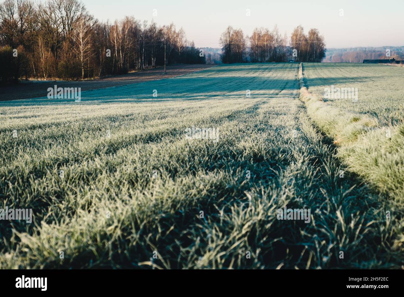 Beautiful view of the green forest with high trees and grass on a sunny ...