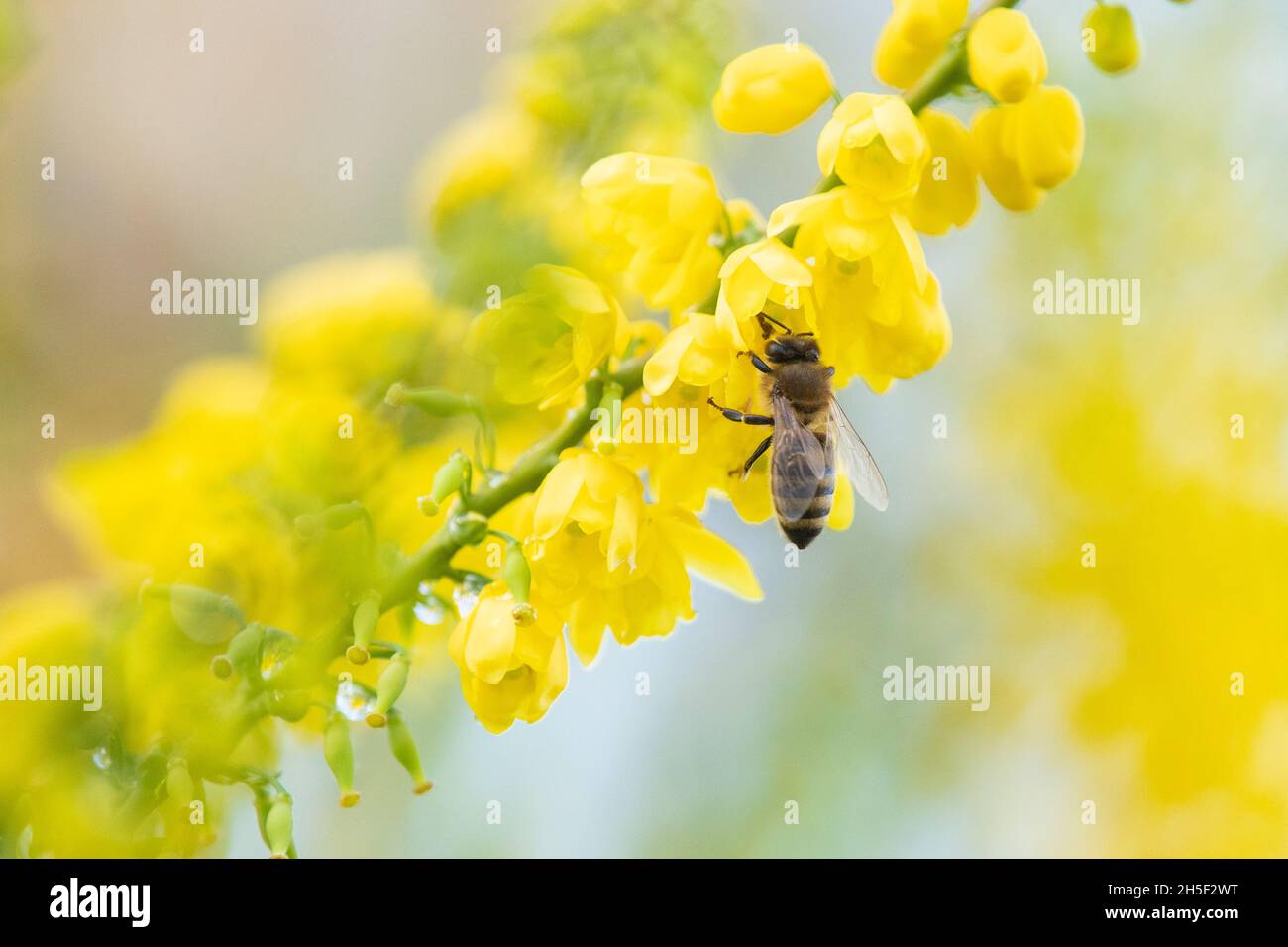 Stirling, Scotland, UK. 9th Nov, 2021. UK weather - a milder and brighter day has tempted honey bees out of their hives to drink sweet nectar from a Mahonia shrub in a Stirling garden Credit: Kay Roxby/Alamy Live News Stock Photo