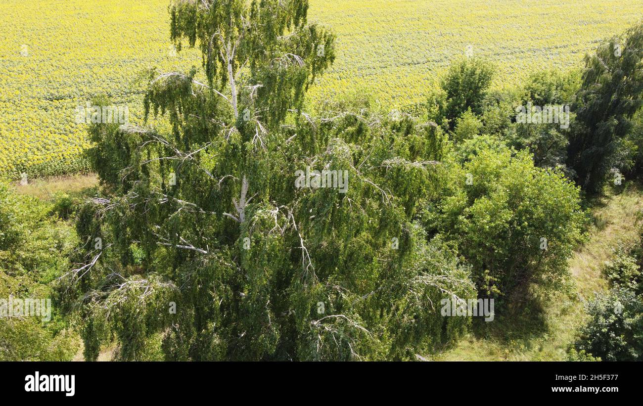 Branches of a tall birch tree, photographed from the air Stock Photo Alamy