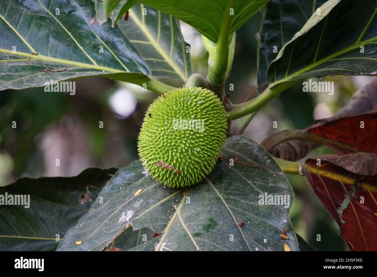Artocarpus camansi (Also breadnut, Moraceae, breadfruit, Artocarpus altilis, seeded breadfruit