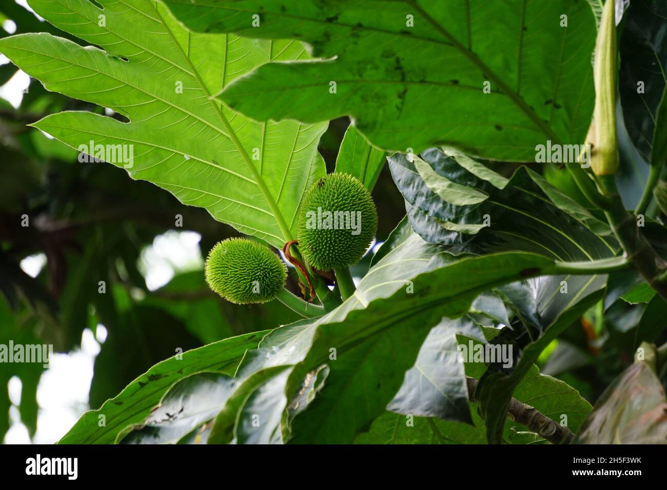 Artocarpus camansi (Also breadnut, Moraceae, breadfruit, Artocarpus altilis, seeded breadfruit, Breadnut fruits, Kluwih) on the tree Stock Photo