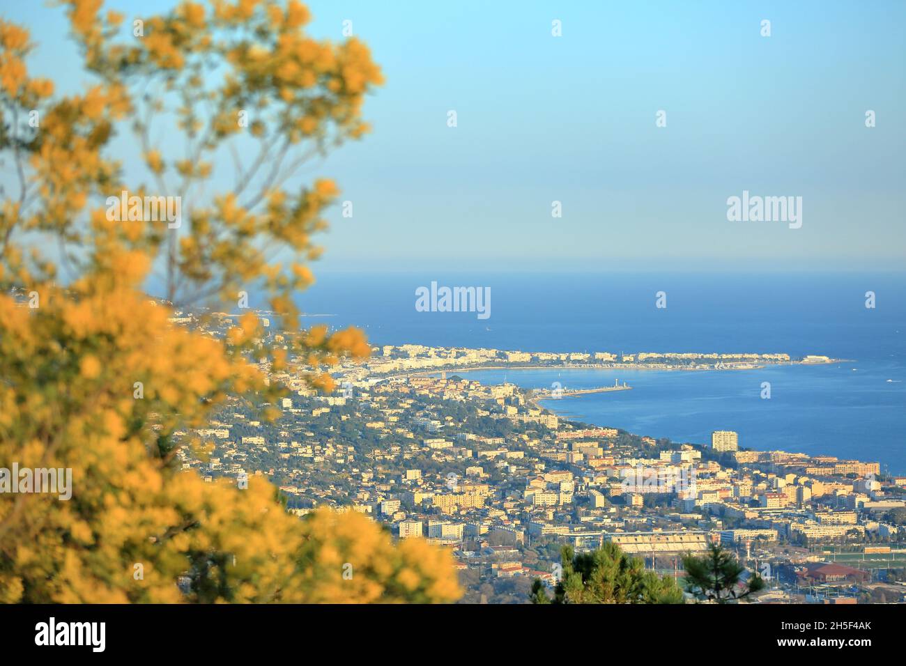 Aerial view of Cannes with mimosa tree, AlpesMaritimes, 06, French