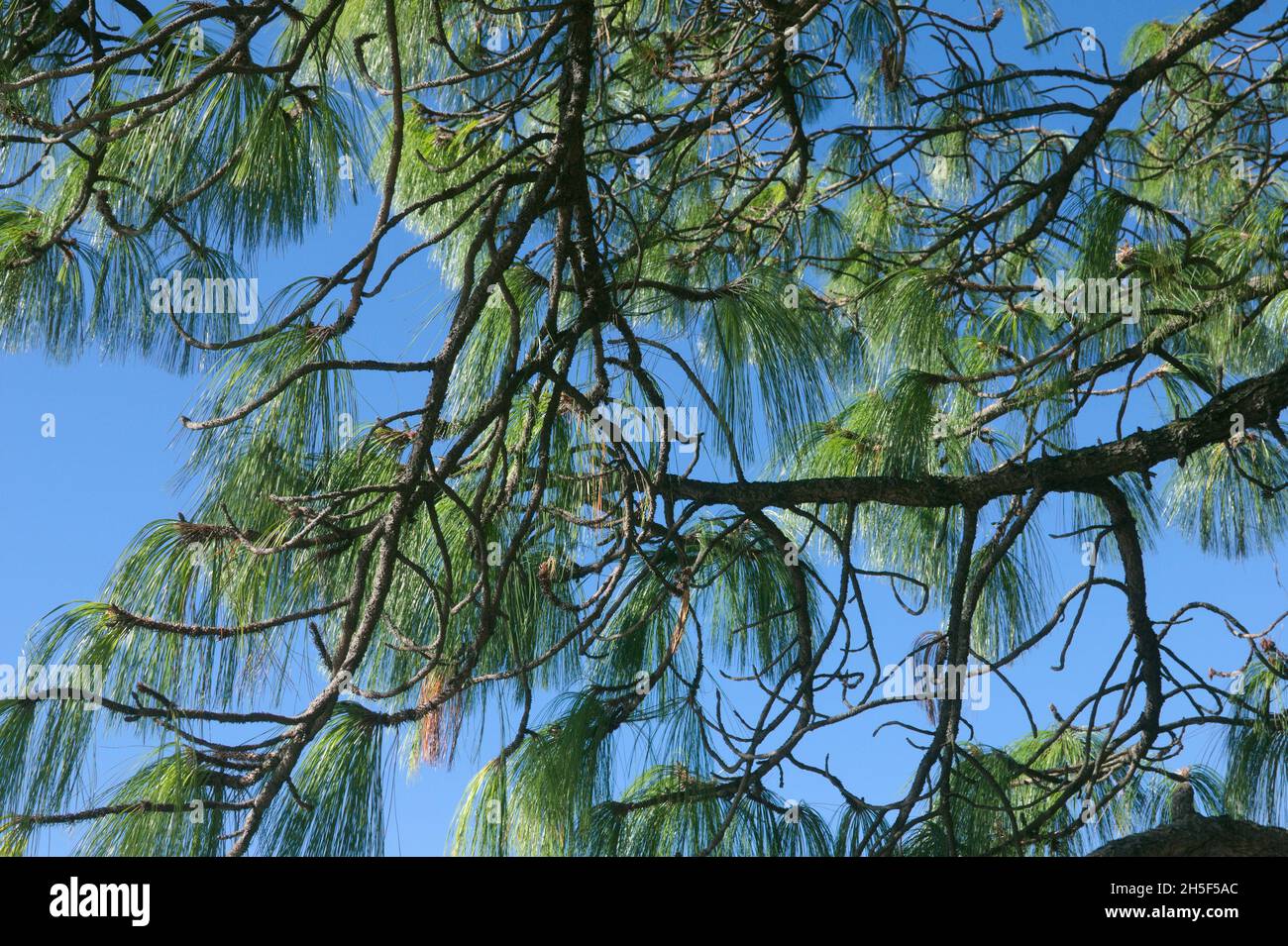 Pinus Devoniana (Michoacan Pine) Stock Photo