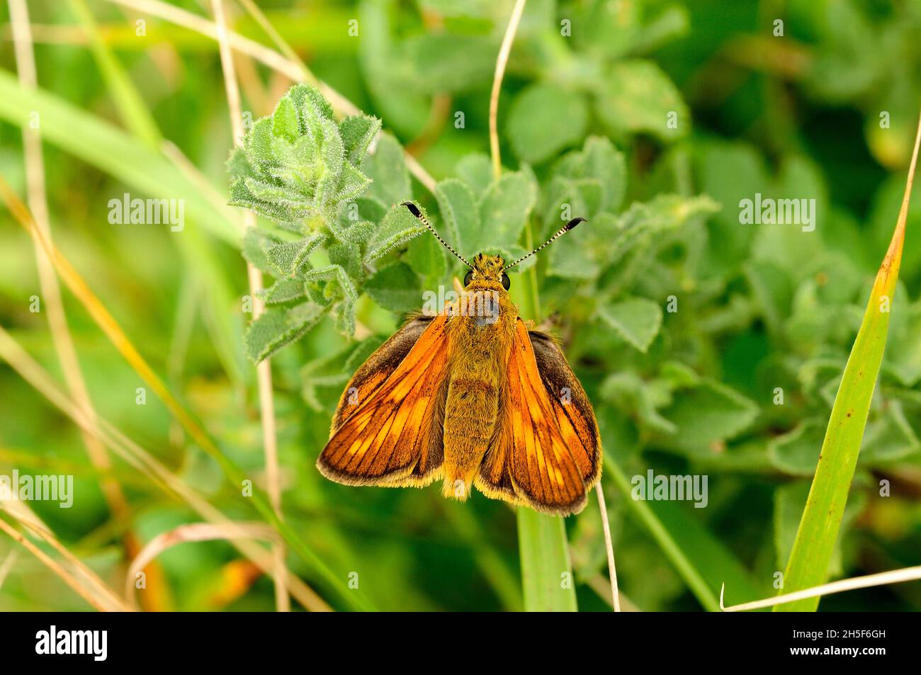 Lulworth Skipper, Thymelicus aceton, Hesperiidae, butterfly, insect, animal, Canton of Valais, Switzerland Stock Photo
