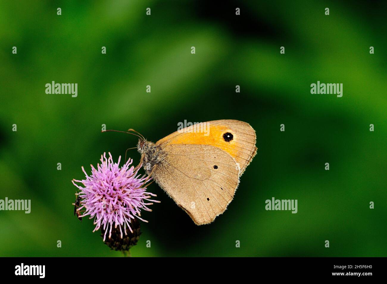 Meadow Brown, Maniola jurtina, Nymphalidae, butterfly, insect, animal, in vine yard, Zizers, Canton of Graubünden, Switzerland Stock Photo