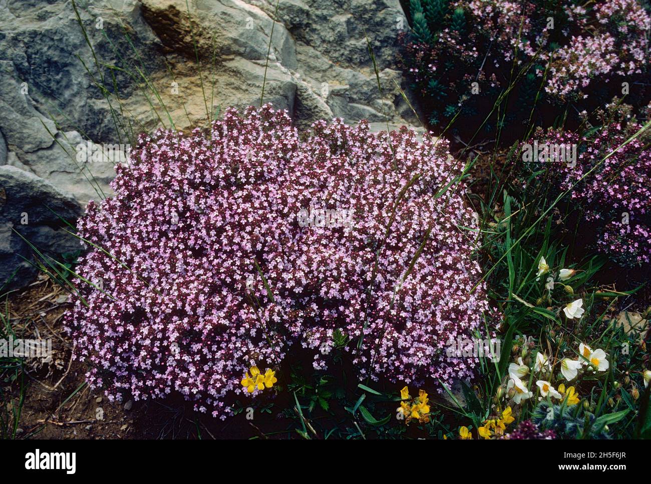 Garden Thyme, Thymus vulgaris, Lamiaceae, flowering, subshrub, plant