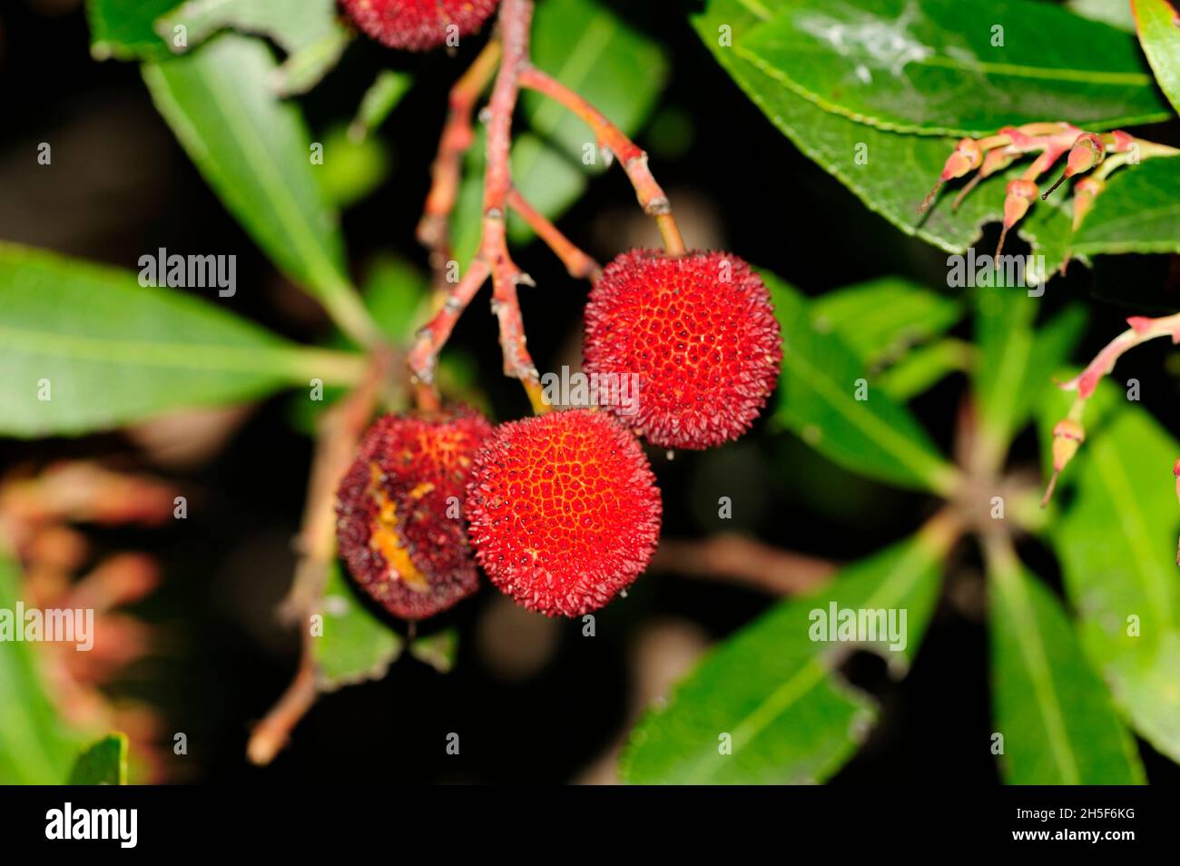 Strawberry tree, Arbutus unedo, Ericaceae, fruits, plant tree, Massif des Maures, Var department, Provence, France Stock Photo