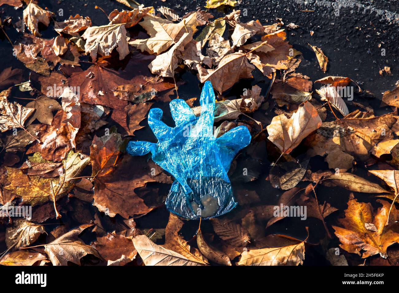 a blue plastic glove lies in autumn leaves at the roadside, Cologne, Germany.  ein blauer Plastikhandschuh liegt im Herbstlaub am Strassenrand, Koeln, Stock Photo