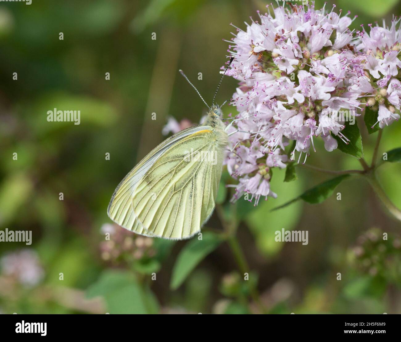 GREEN-VEINED WHITE Pieris Napi Butterfly on flower Stock Photo