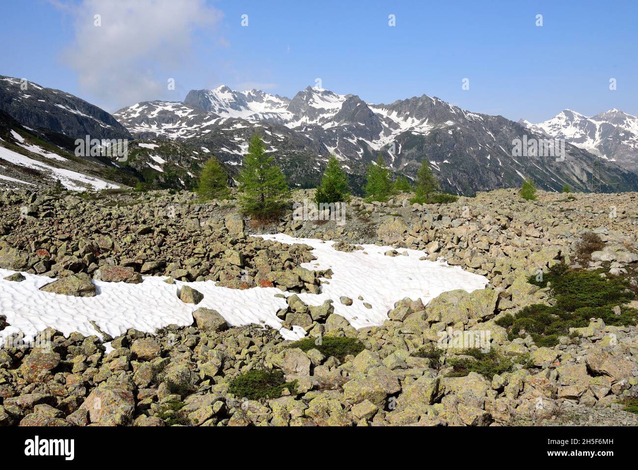 Mountain stream, European Larchs, Larix decidua, Pinaceae, Val da Larisch,  Dumagns, Muntogna da Schons, Alps, Canton of Graubünden, Switzerland Stock  Photo - Alamy