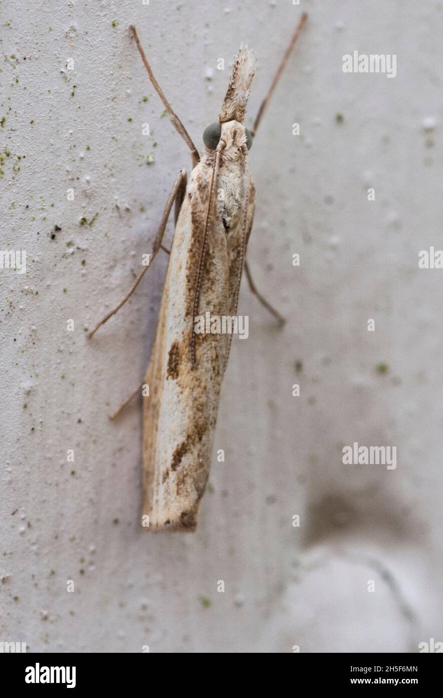 ELACHISTIDAE Grass.miner moths Stock Photo