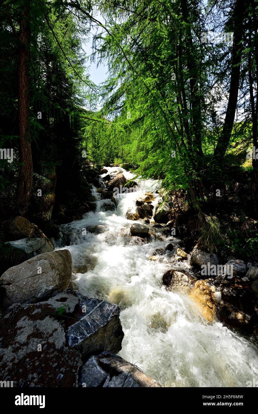 Mountain stream, European Larchs, Larix decidua, Pinaceae, Val da Larisch,  Dumagns, Muntogna da Schons, Alps, Canton of Graubünden, Switzerland Stock  Photo - Alamy