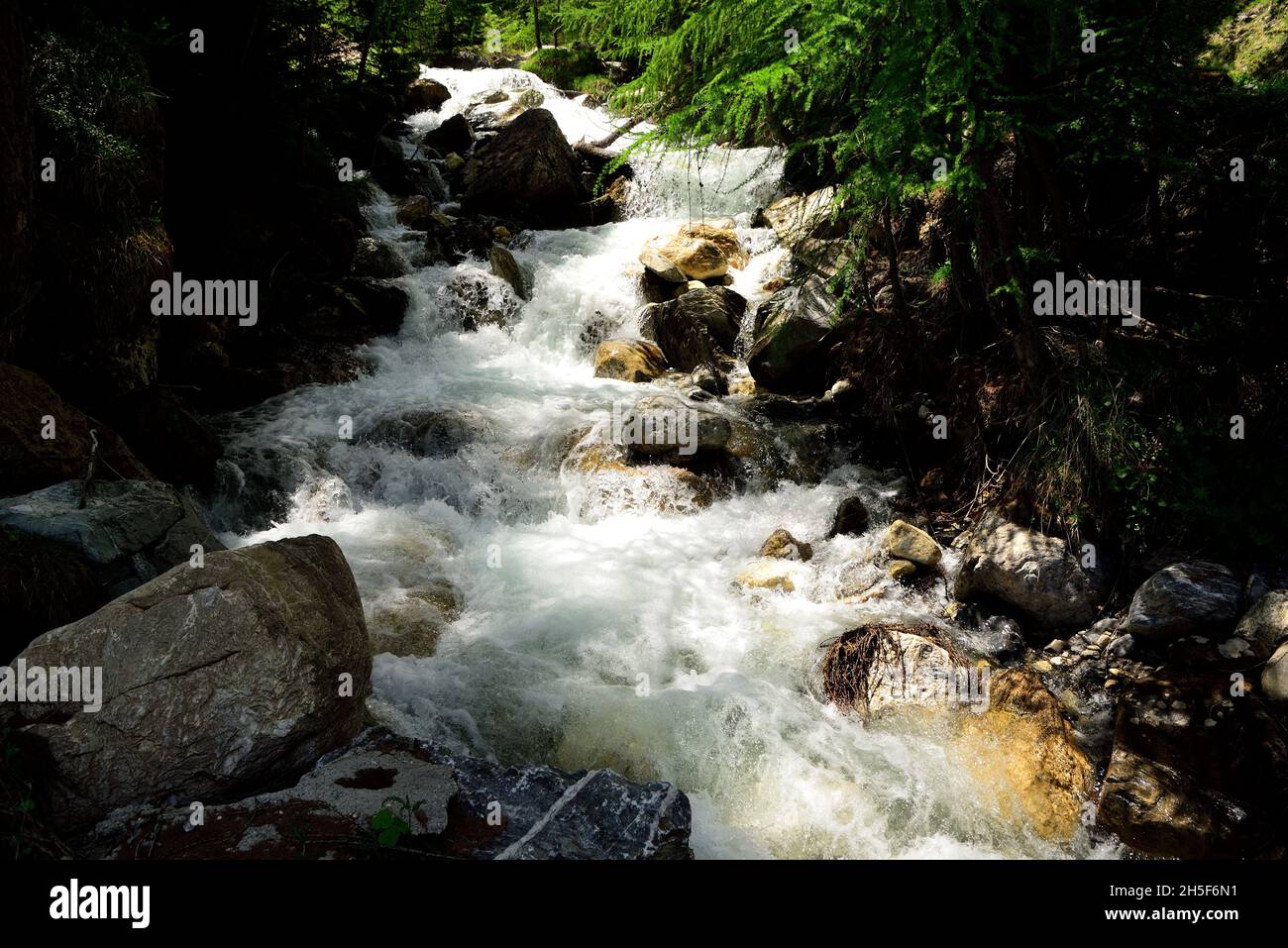 Mountain stream, European Larchs, Larix decidua, Pinaceae, Val da Larisch,  Dumagns, Muntogna da Schons, Alps, Canton of Graubünden, Switzerland Stock  Photo - Alamy
