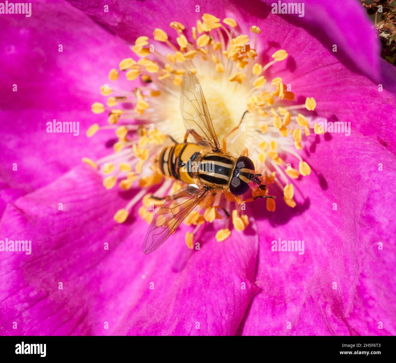 HELOPHILUS PENDULUS Hoverfly on a Rosa Dumalis flower Stock Photo