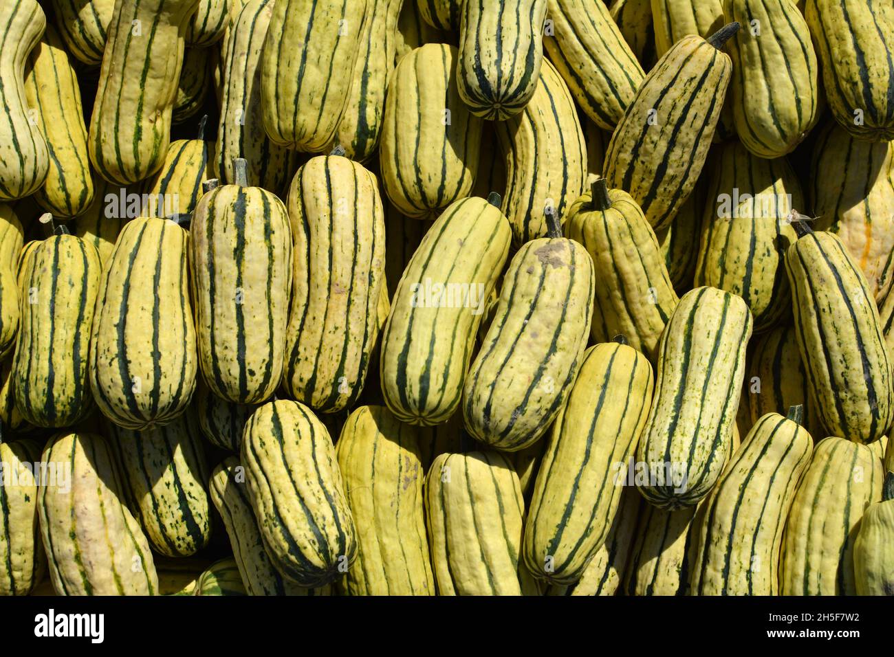 Delicata squashes background. Pumpkin patch harvest. Stock Photo