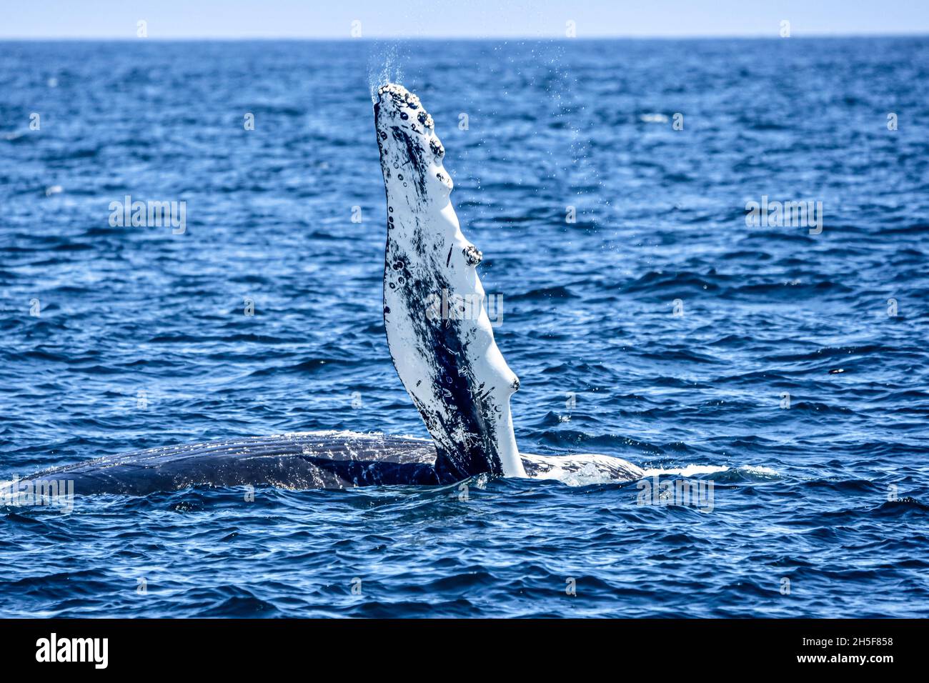 Humpback whale (Megaptera novaeangliae) pectoral fin slapping. A portion of the whale's body is also above the water surface. Copy space. Stock Photo