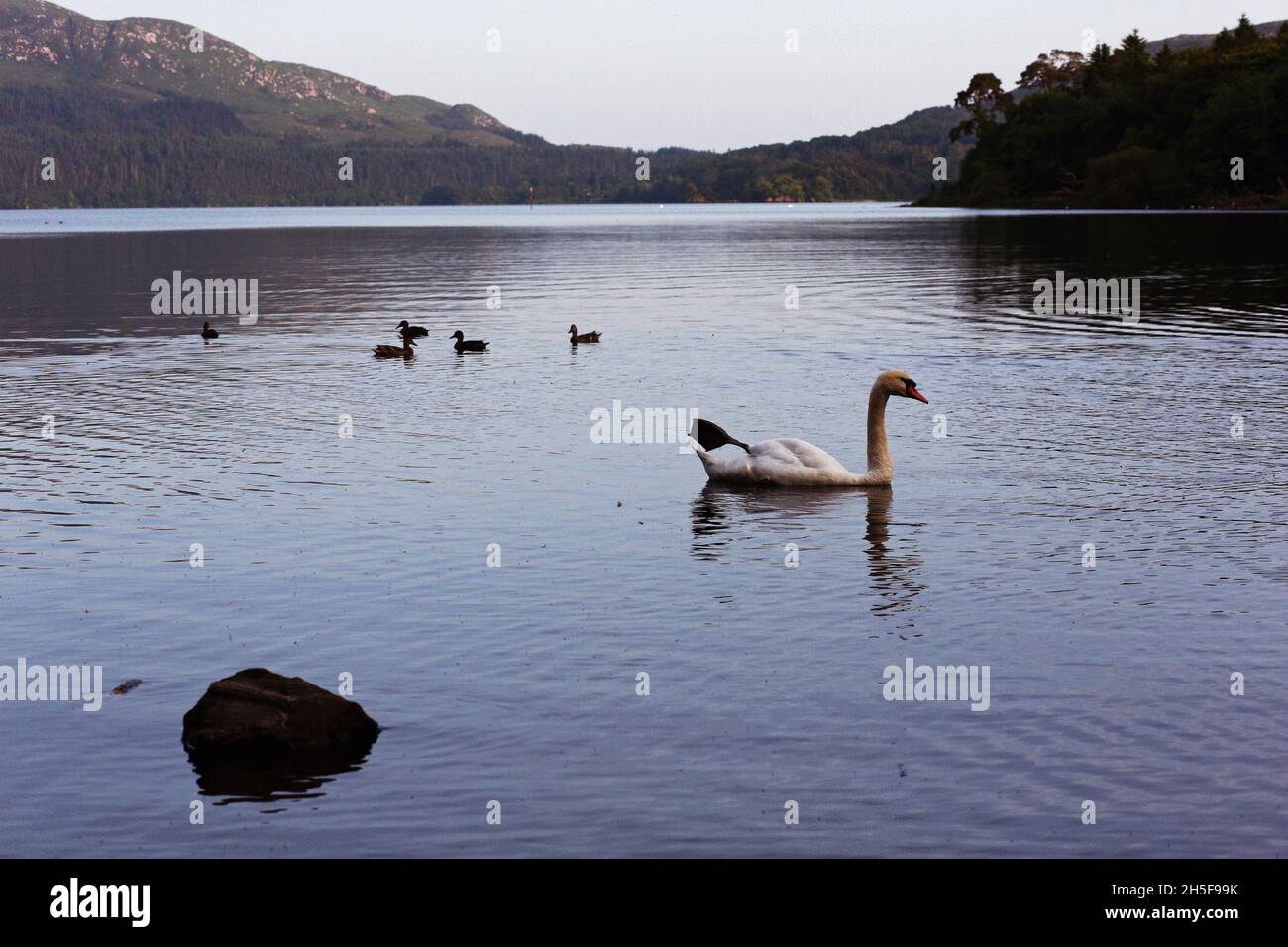 Swans and ducks at Hazelwood in County Sligo, a place made famous by Irish poet W.B. Yeats Stock Photo