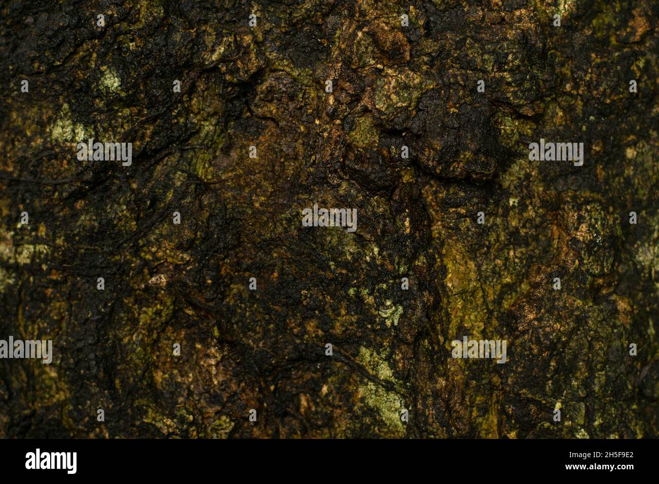 The close-up texture of tree bark. The rough surface surface of natural ...