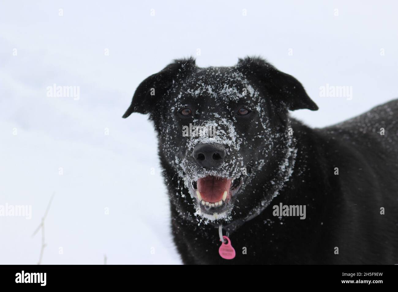 winter photo of a beautiful black dog Stock Photo - Alamy