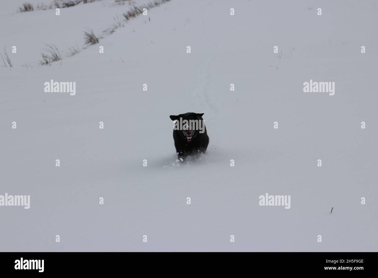 winter photo of a beautiful black dog Stock Photo - Alamy