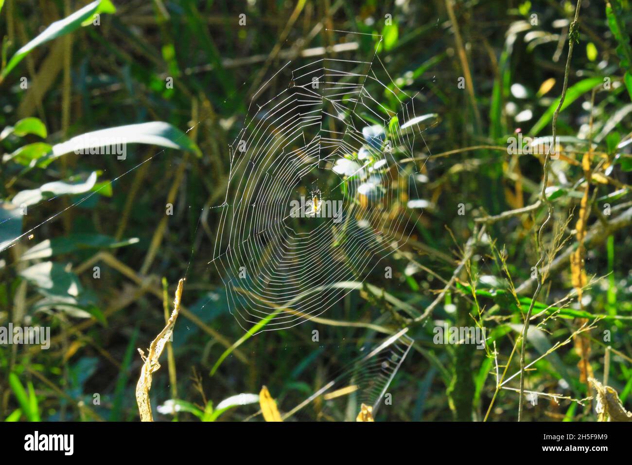 Spider's Web, one of nature's most intriguing elements. In the Atlantica forest, among the immensity of leaves, a spider's web shines. Stock Photo