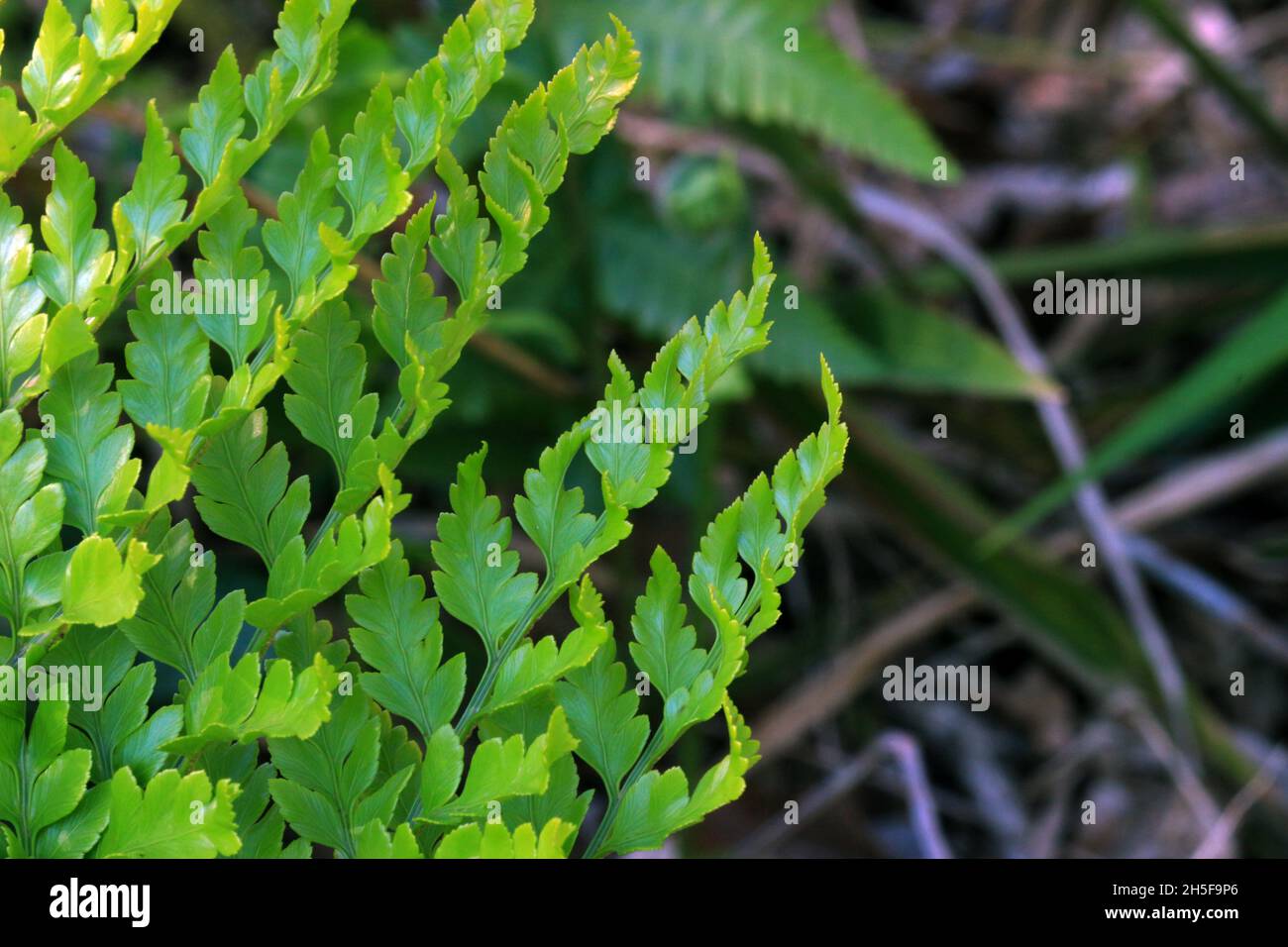 Fern, close-up, undergrowth of Atlantic Forest in Latin America Stock Photo