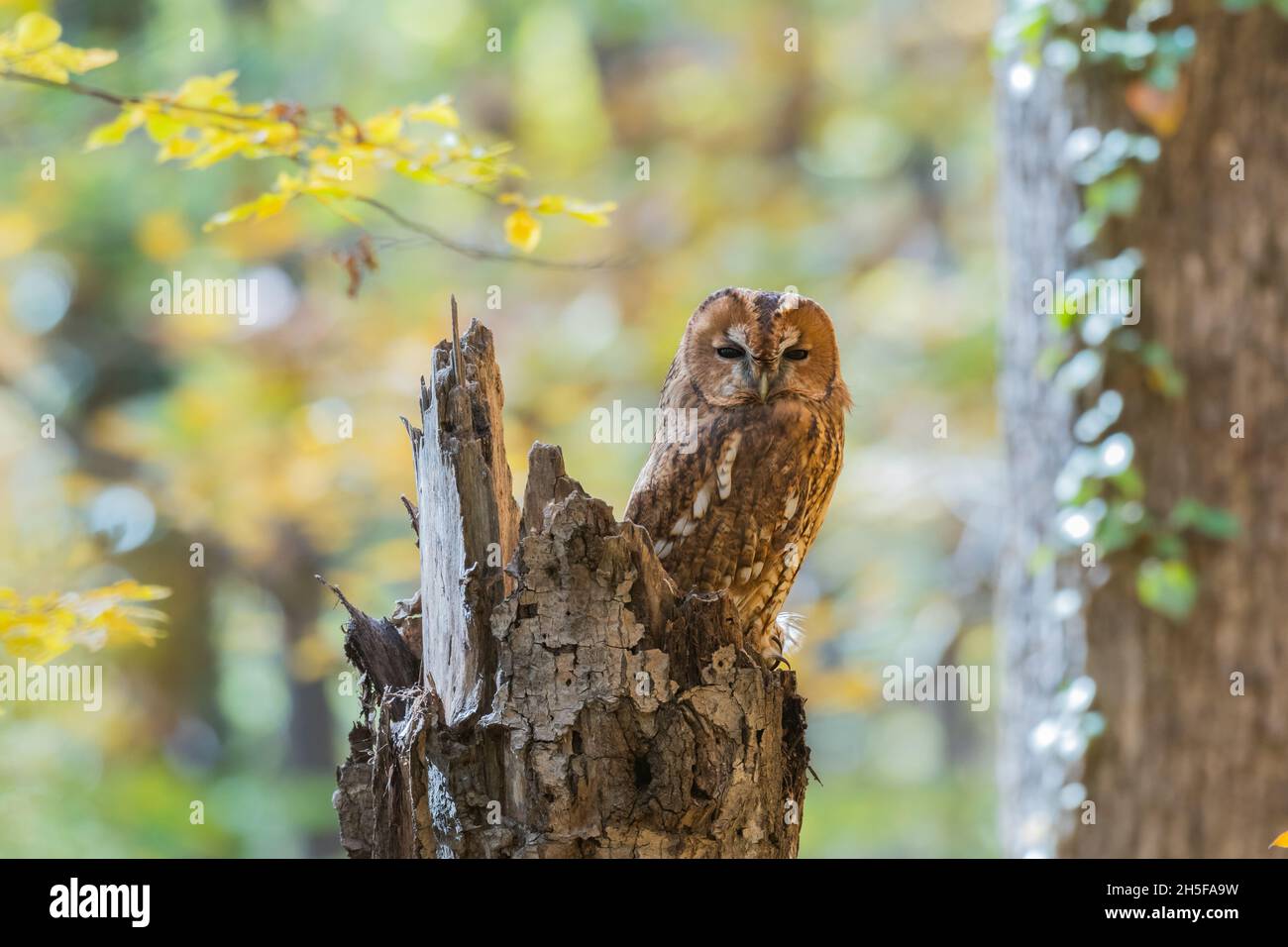Tawny owl in the autumn forest. Strix aluco. Owl sits on a broken tree trunk. Stock Photo
