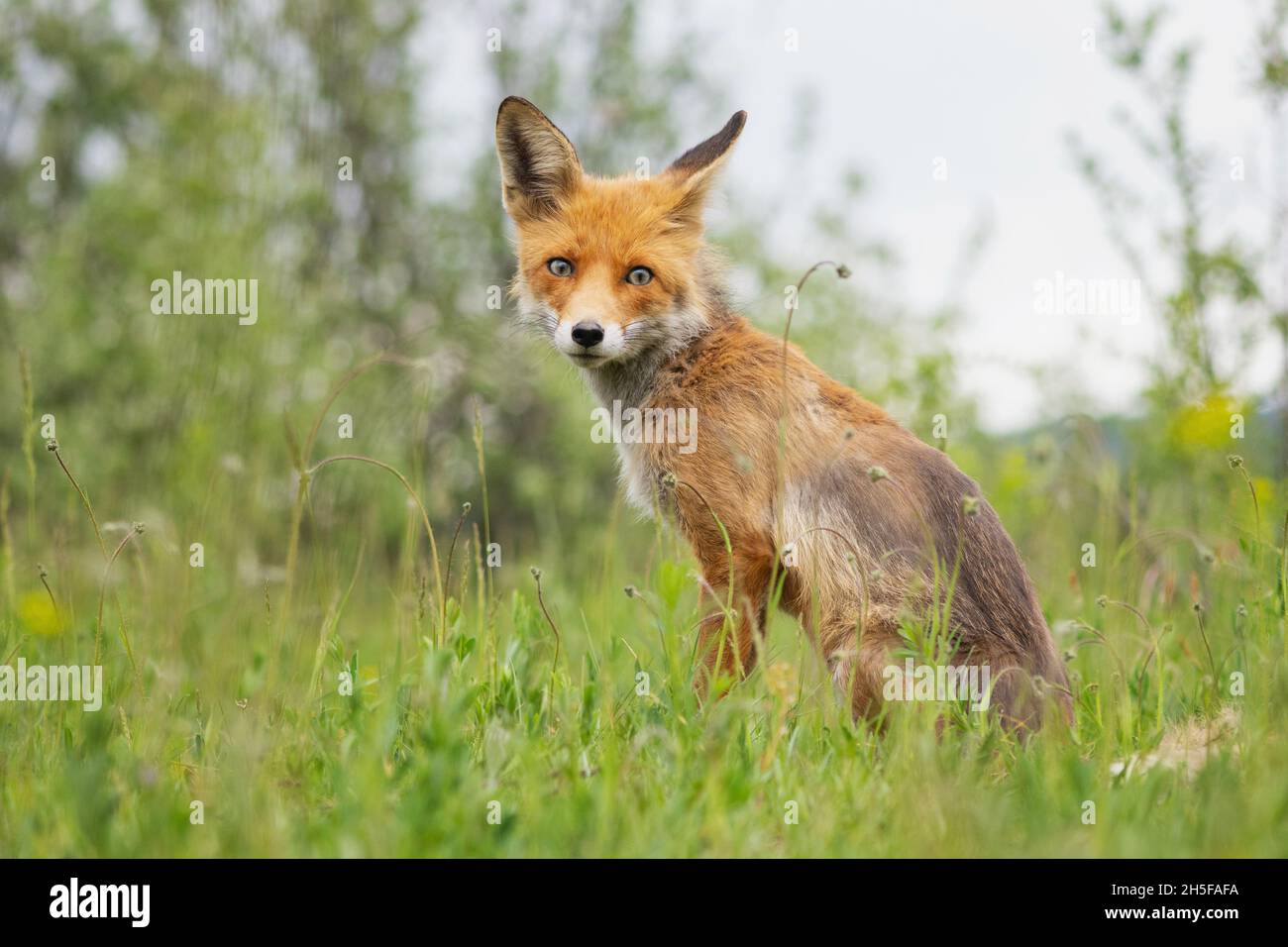 Portrait red fox Vulpes vulpes in the wild. Stock Photo