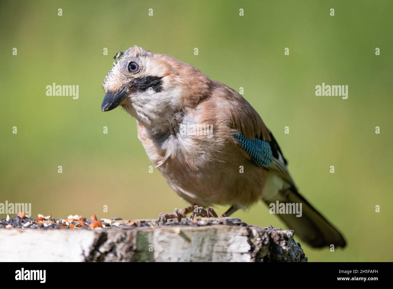 Eurasian jay Garrulus glandarius. Sitting on a bird feeder. Stock Photo
