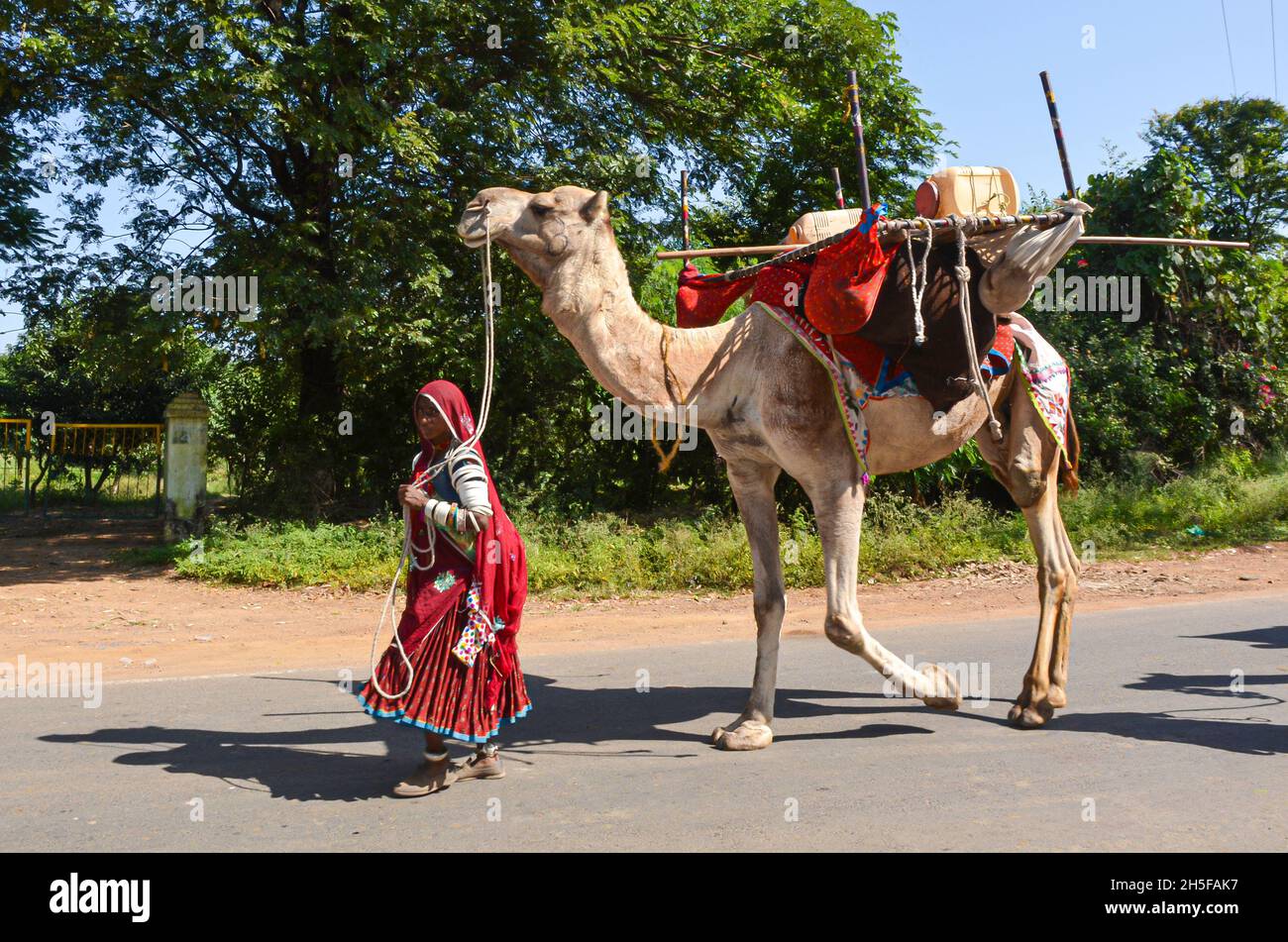 An Indian gypsy woman with her camel. Stock Photo