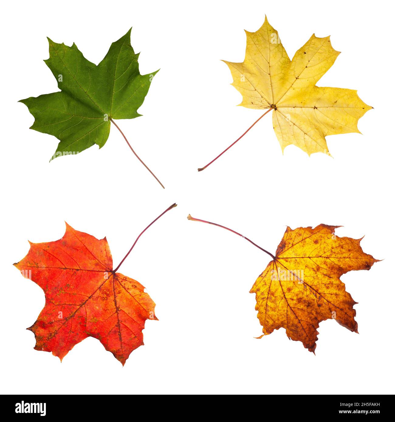 Norway Maple Leaves In Summer And Autumn Colours Fresh Green Turning Yellow To Red Then Brown Decay Leaves Seperated And Isolated On A White Backgr Stock Photo Alamy