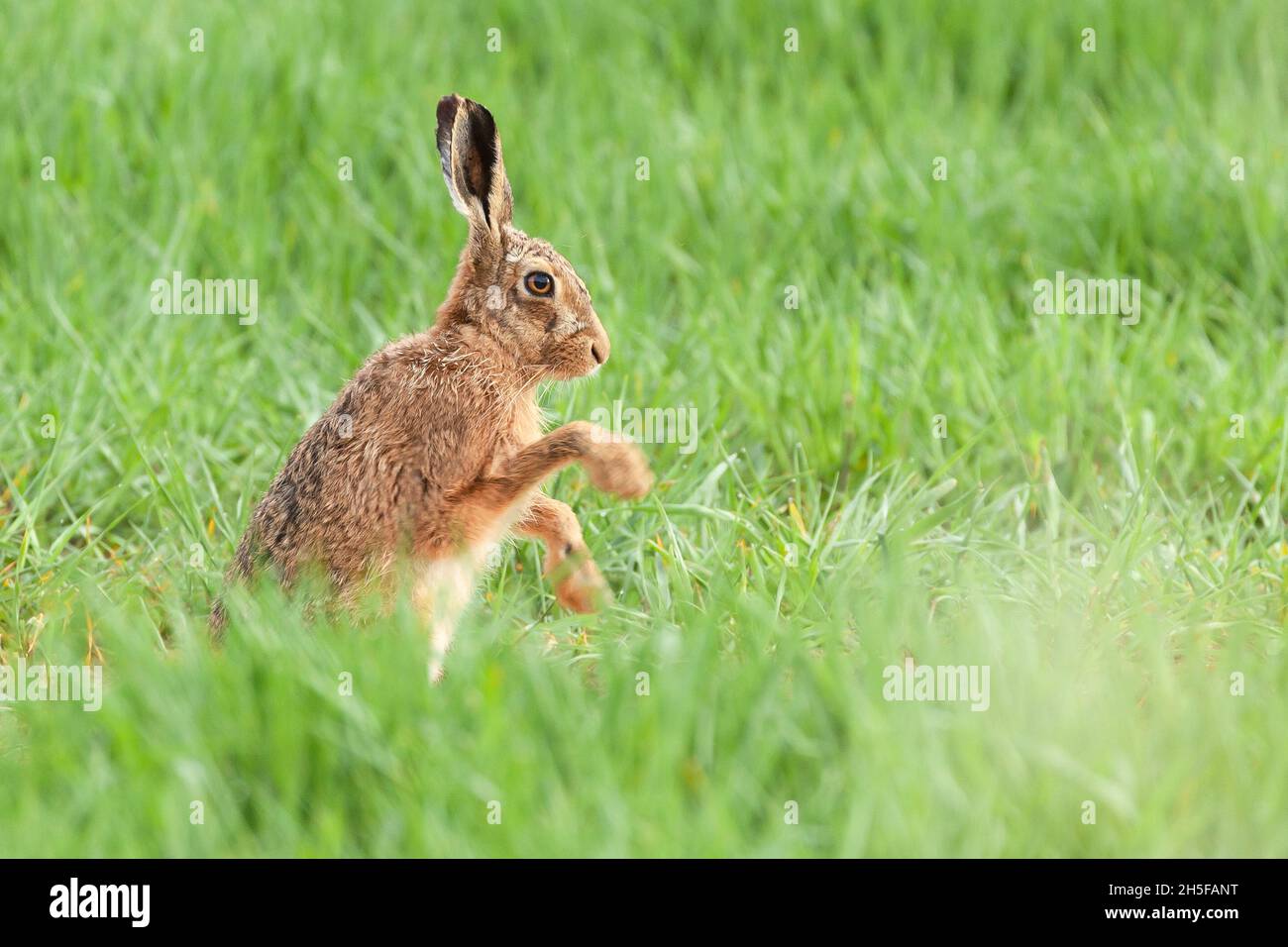Norfolk hare close up in a field doing some early morning excercises and washing Stock Photo