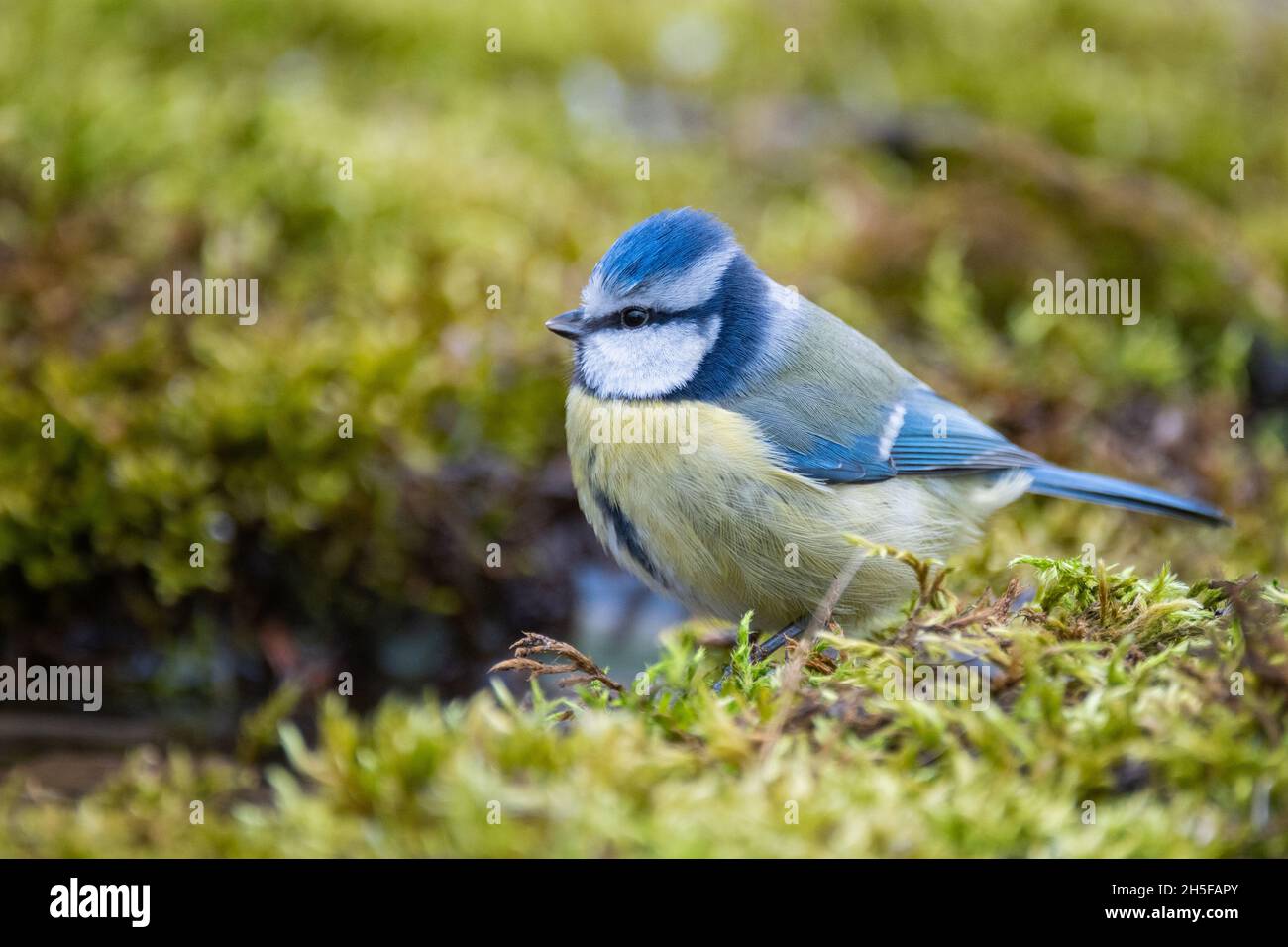 Blue tit on a mossy ground in winter. Cyanistes caeruleus. Stock Photo