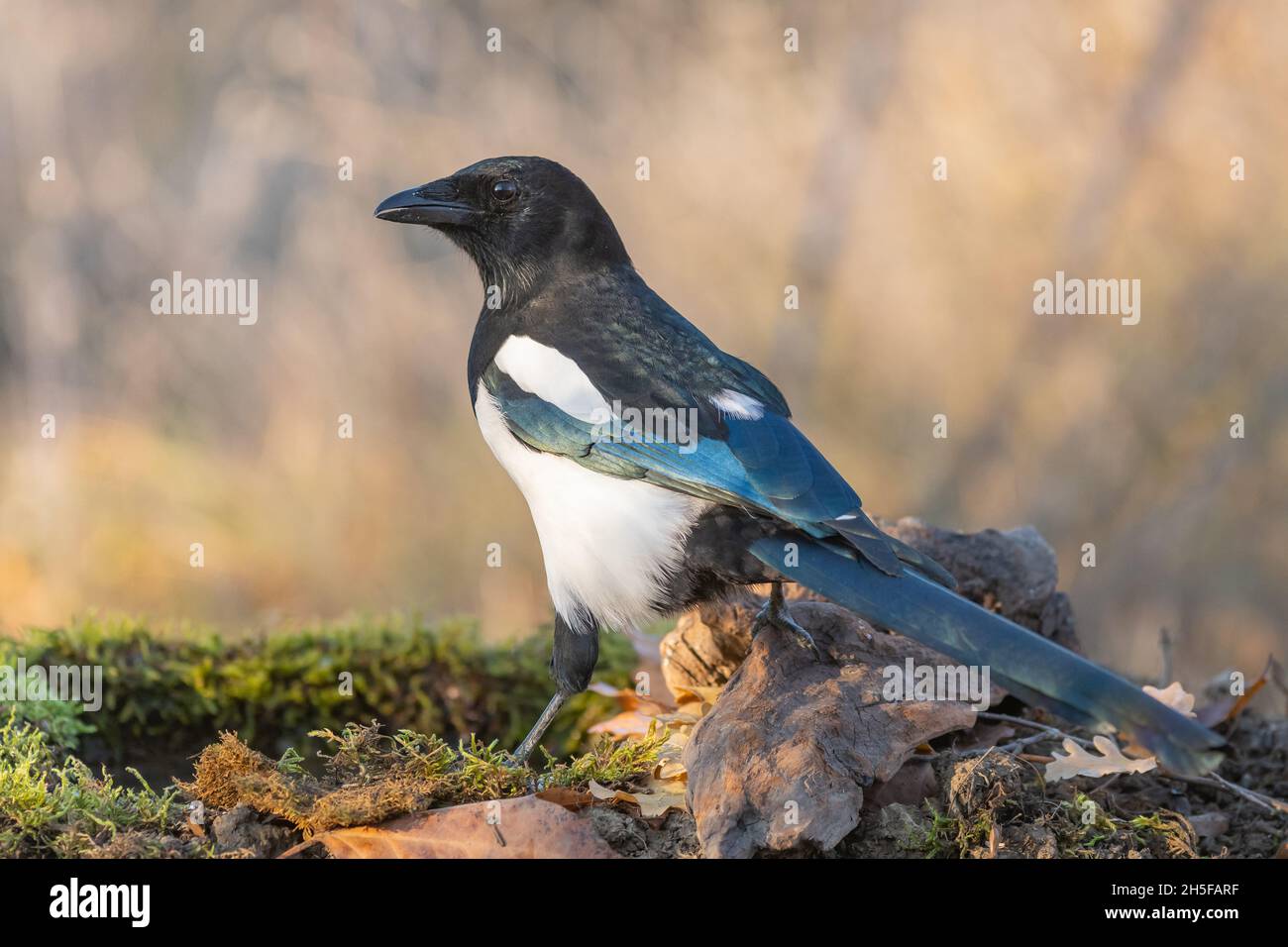 Close up of Common magpie Pica pica. A bird sits near a puddle on moss. Stock Photo