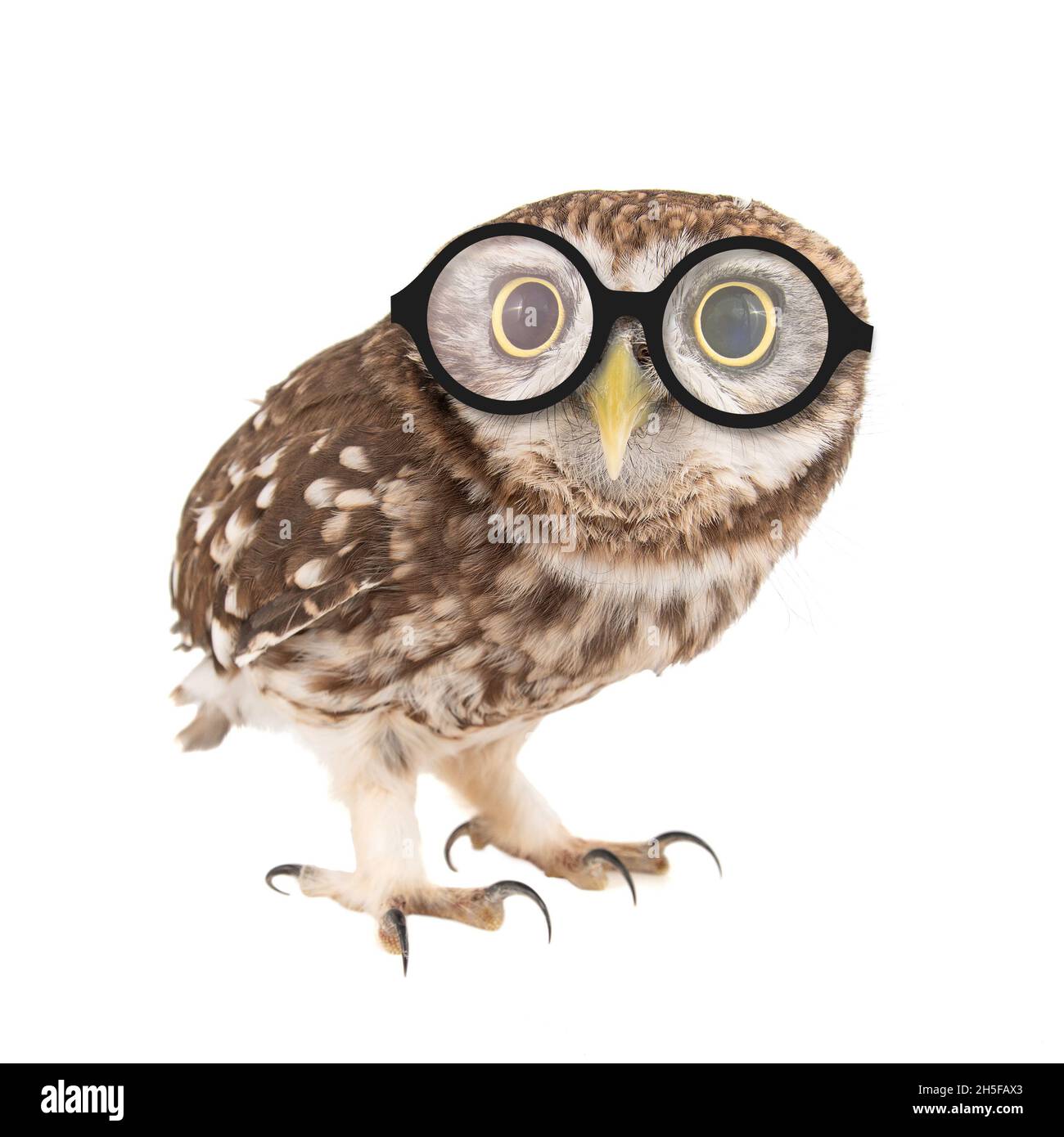 Little Owl wearing glasses, Athene noctua, standing on a white background  Stock Photo - Alamy