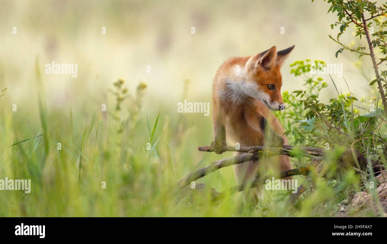 Red young fox cub. Vulpes vulpes. Stock Photo